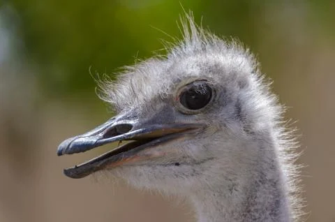Animals in Senegal Stock Photos