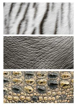 Animals skin Foto stock