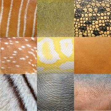 Animals skin 스톡 사진