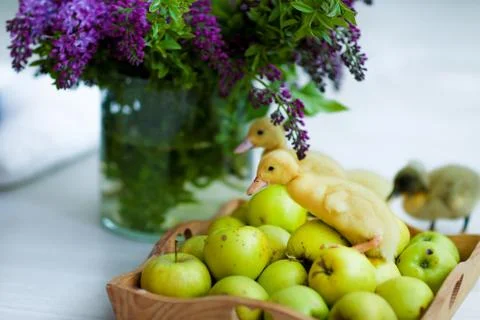 Animals small live ducks close up near apples in a photo Studio Stock Photos