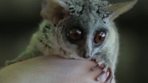 Animals in a small zoo Stock Footage 45909242