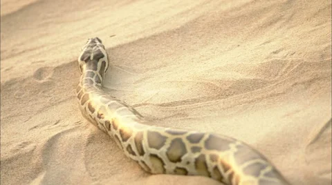Animals - Snake in the desert Day 1 Stock Footage 12676347