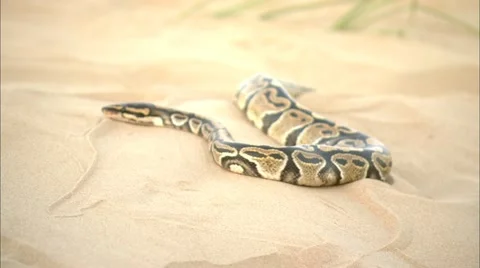 Animals - snake in the desert Day 2 Video stock 12675555