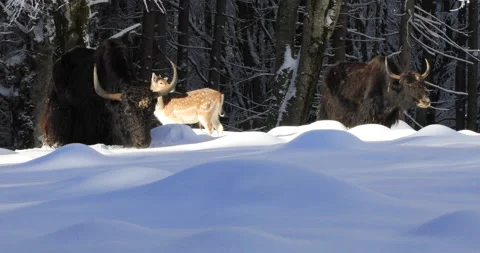 Animals on the  snow Stock Footage 168238615