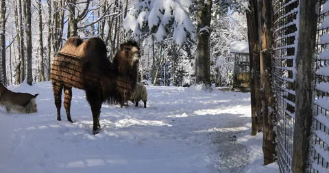 Animals on the  snow Stock Footage 168254357