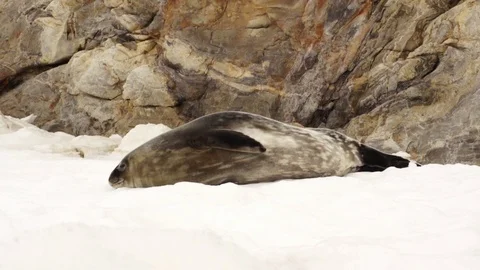 Animals in South Pole Stock Footage 93236475