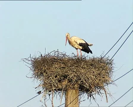 ANIMALS stork in the nest Video stock 12119654