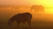 Animals At Sunset, Amboseli National Park, Kenya Stock Footage