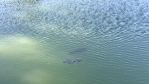 Animals swimming in the river Stock Footage 171518173