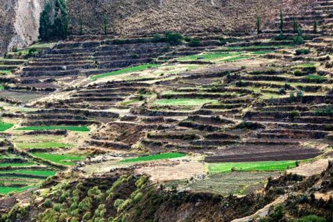 Animals on the terraces Foto stock