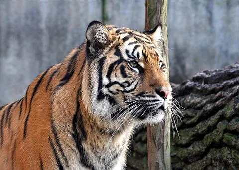 Animals - Tiger Stock Photos