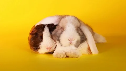 Animals together. Pet friends. Rabbit an... | Stock Video | Pond5