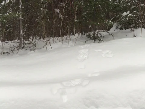 An animals tracks in the snow Stock Footage 79690798