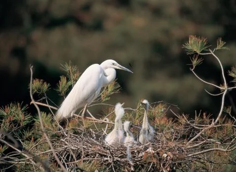Animals on tree Stock Photos