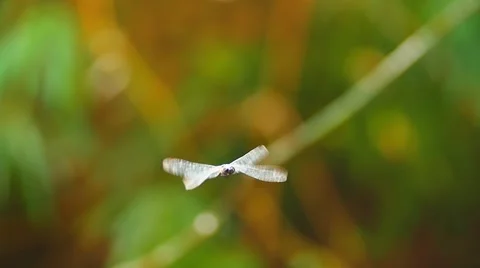 Animals of tropical jungle forest - Dragonfly flying movements Stock Footage
