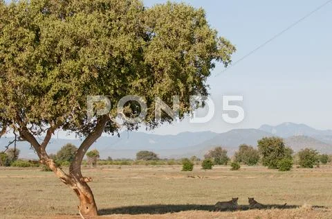 Photograph: Animals in Tsavo East/West and Amboseli National Park Kenya ...