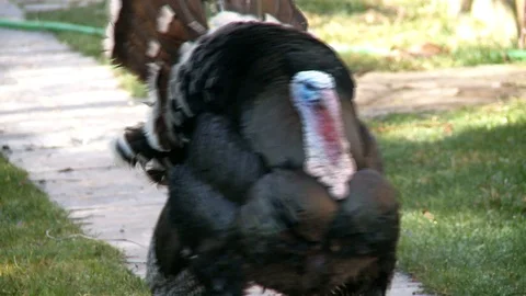 ANIMALS turkey Stock-Footage 111438386