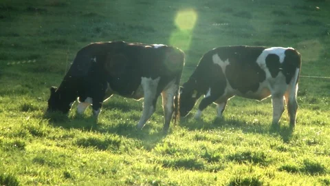 ANIMALS two cows magic hour 動画素材 111438301