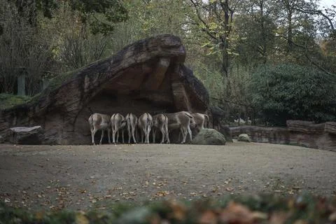 Animals under the rock Stock Photos