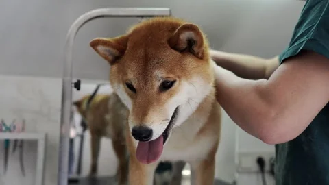 Animals undergoing procedures Stock Footage 274492498