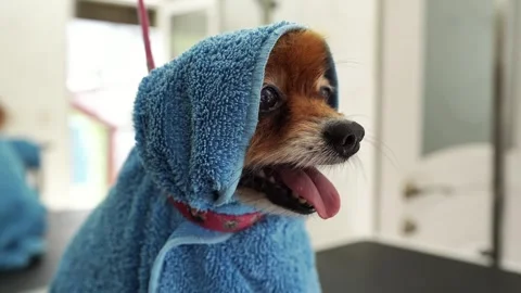 Animals undergoing procedures Stock Footage 274492546