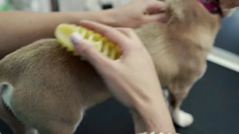 Animals undergoing procedures Stock Footage 274492547