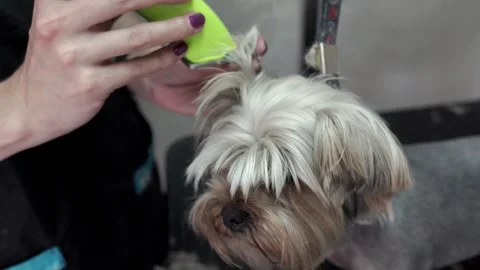 Animals undergoing procedures Stock Footage 274492566