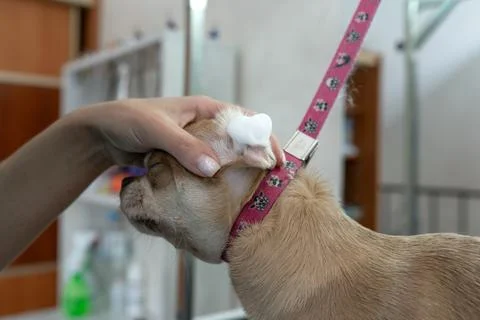 Animals undergoing procedures Stock Photos