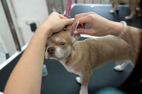 Animals undergoing procedures Stock Photos