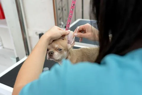 Animals undergoing procedures Foto stock