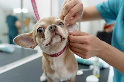 Animals undergoing procedures Stock Photos