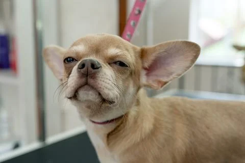 Animals undergoing procedures Foto stock