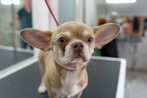 Animals undergoing procedures Stock Photos