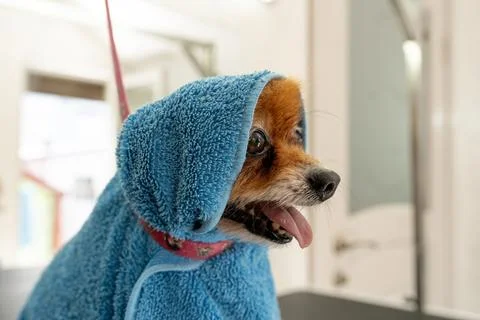 Animals undergoing procedures Stock Photos