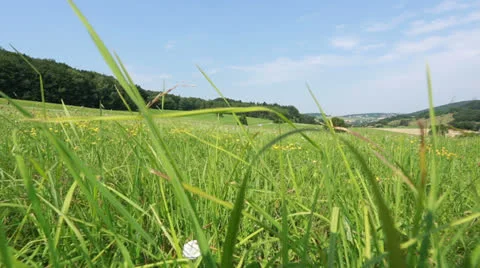 Animals view in meadow Stock Footage 25813360