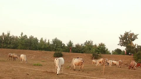 Animals in village side Stock Footage 196006241