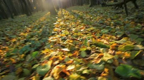 Animals vision Stock Footage 10958598