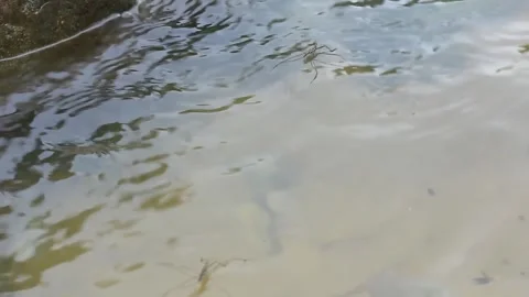 Animals that walk on water Stock Footage 246430060