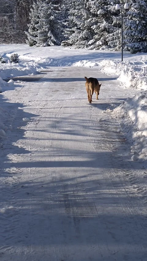 Animals walk in winter Stock Footage 327142339