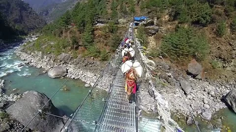 Animals walking across conclusion bridge Stock Footage 24673690