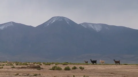 Animals walking across a field Stock Footage 108867704