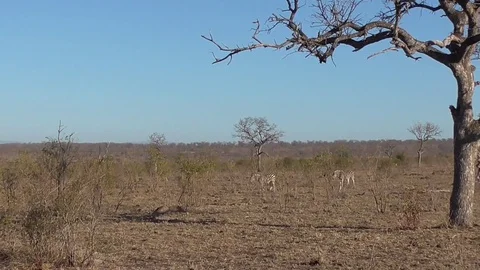 Animals walking in the kruger park Stock Footage 82336896