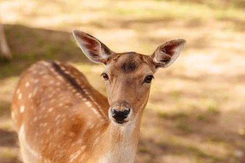 Animals walking in the park, close-up Stock Photos