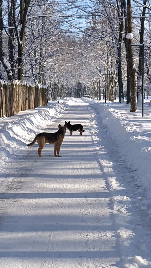 Animals walking on a sunny winter day Stock Footage 327142328