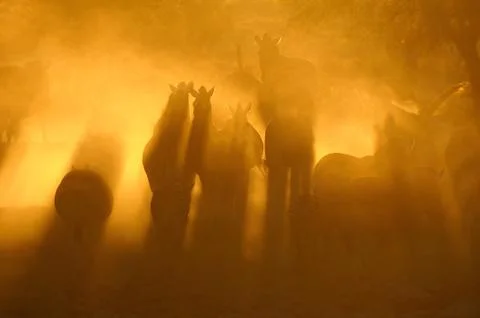 Animals walking into sunset Stock Photos