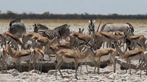 Animals water hole Stock Footage 14922373