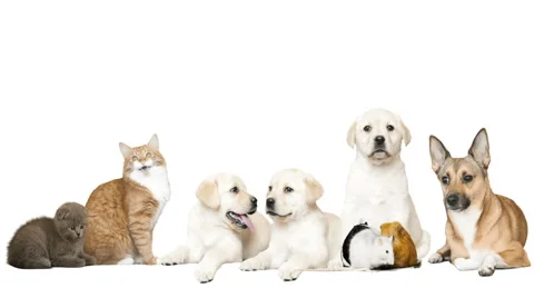 Animals on a white background, dog and cat and rodents on a white background 스톡 동영상 62889514