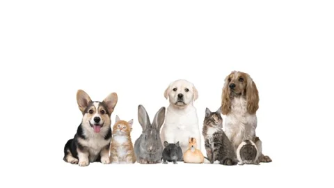 Animals on white background Stock Footage 98402551