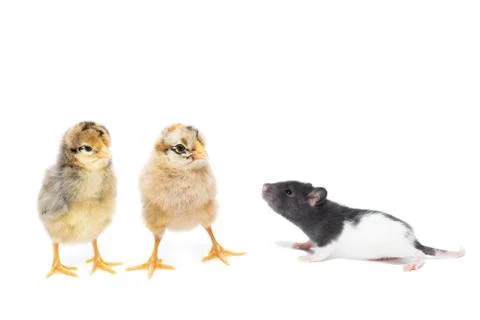 Animals on white background Stock Photos