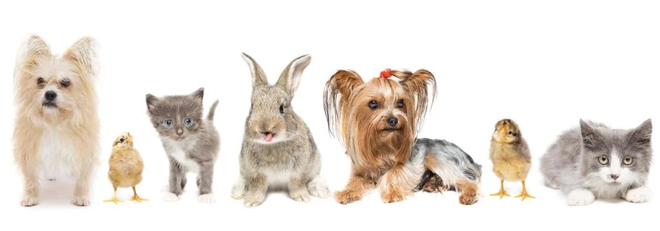 Animals on a white background. Foto stock